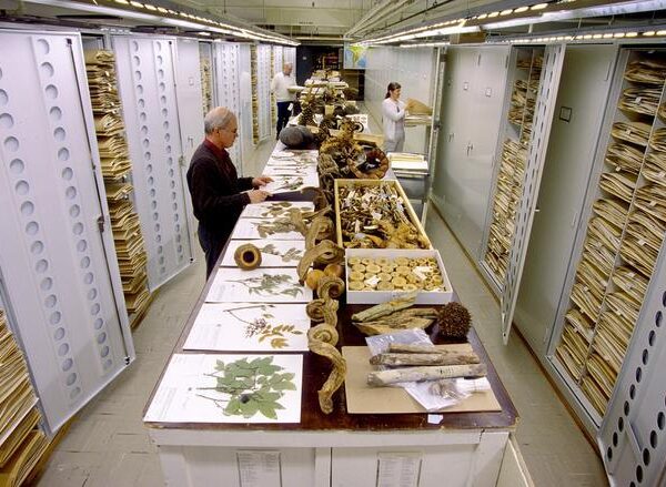 Urgen a crear un ‘Arca de Noé’ mundial para salvar la biodiversidad
