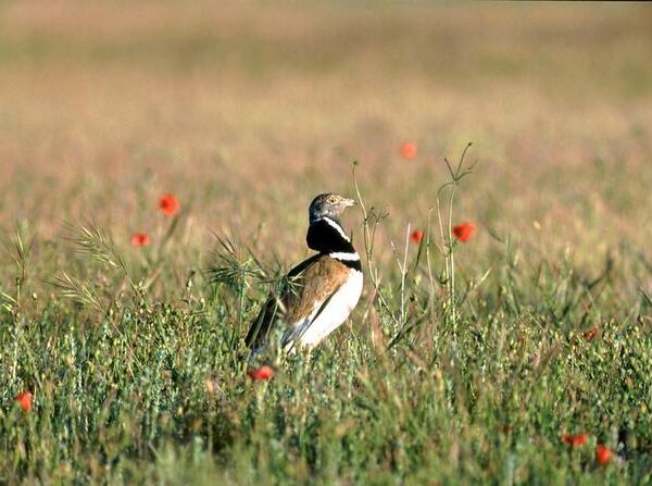 Lanzan una campaña para frenar el declive de las aves agrarias