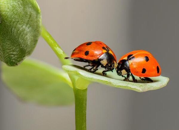 Identifican qué insectos prosperan y cuáles retroceden en las áreas urbanizadas