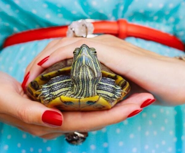 Cómo limpiar el caparazón de una tortuga correctamente