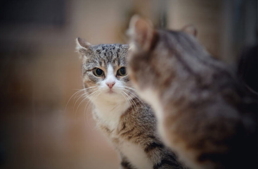 Los animales que se reconocen en el espejo no son necesariamente más inteligentes