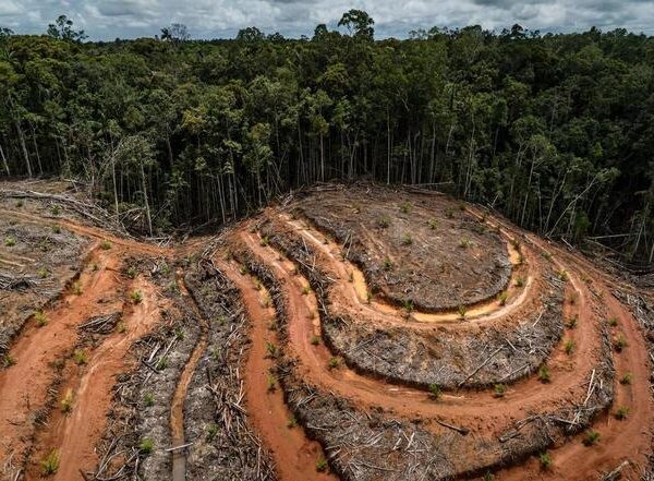 El mundo pierde 80 millones de hectáreas de bosque en veinte años: el equivalente a talar toda España