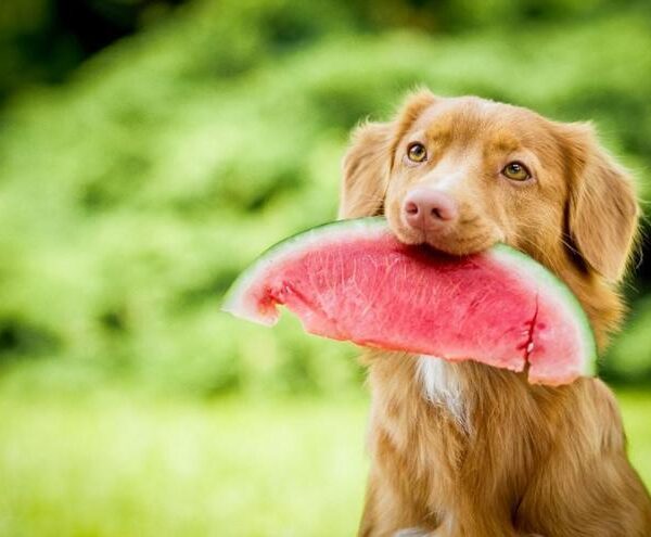 ¿Pueden comer fruta los perros? Esto es lo que dicen los expertos