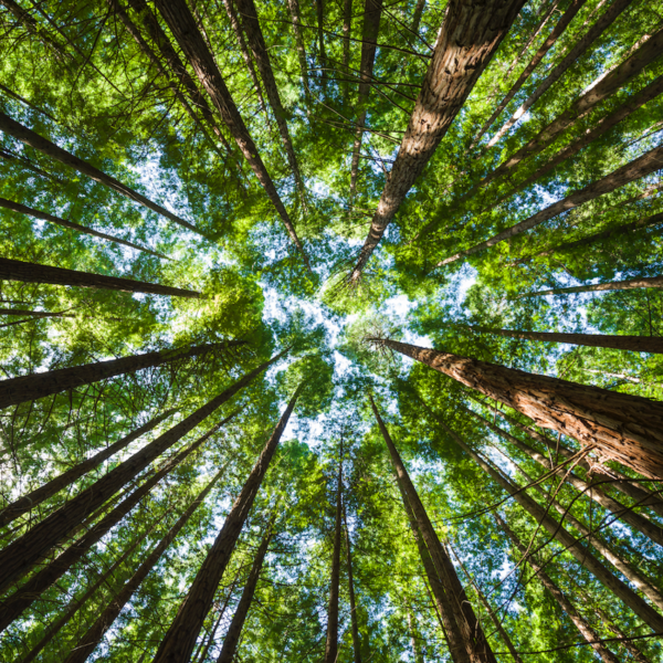 ¿Por qué se celebra el Día Internacional de los Bosques?