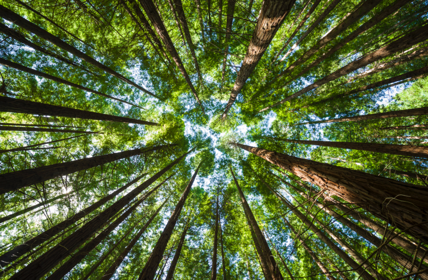 ¿Por qué se celebra el Día Internacional de los Bosques?