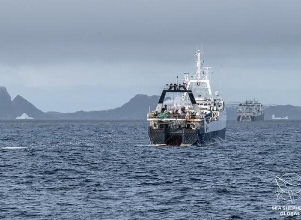 Así ‘roban’ el krill los grandes arrastreros a las ballenas de la Antártida