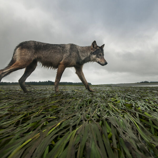 La loba costera