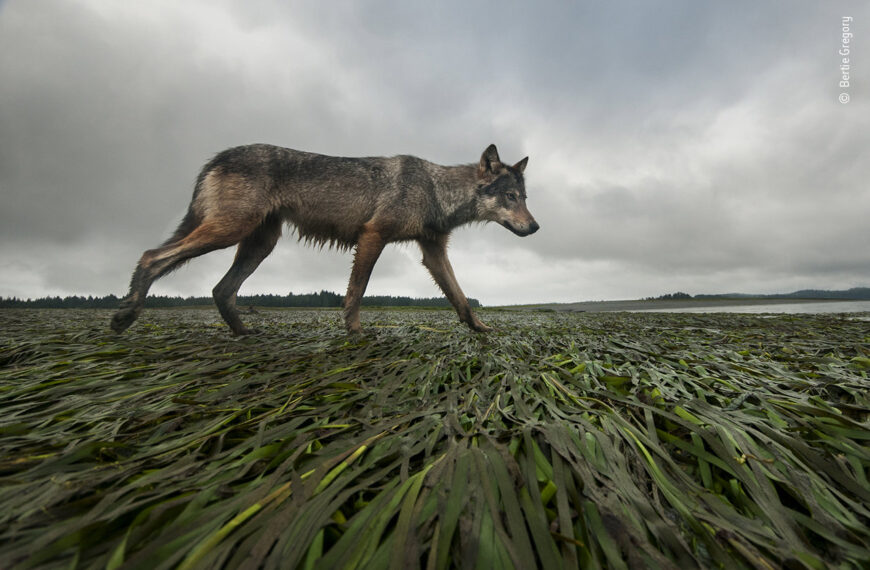 La loba costera