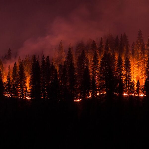 Los incendios forestales no solo son culpa del cambio climático