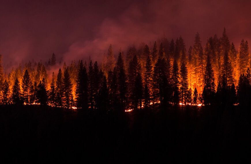 Los incendios forestales no solo son culpa del cambio climático