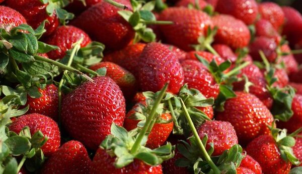 Frutas y verduras de temporada en marzo: lista de las que están en su mejor momento