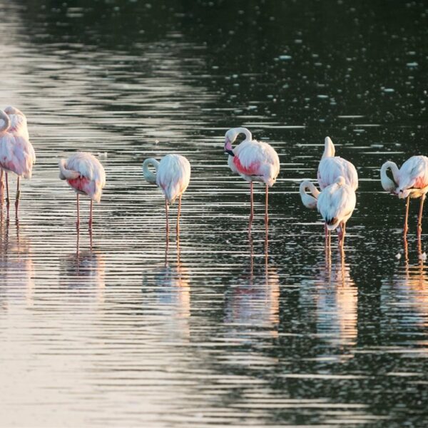 El regadío seca Doñana