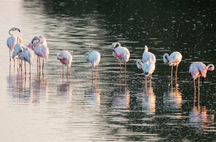 El regadío seca Doñana