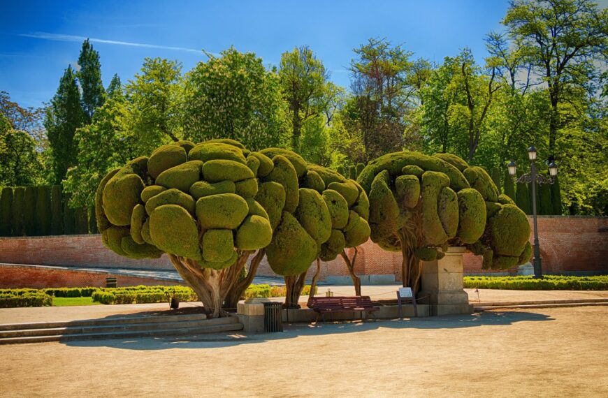 ¿Cuáles son los mejores árboles para descontaminar el aire de las ciudades?