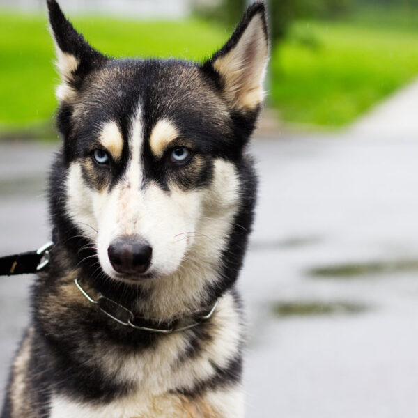 Los perros saben distinguir a las personas malas y embusteras