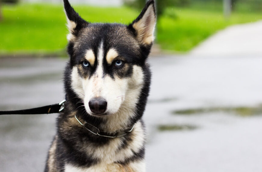 Los perros saben distinguir a las personas malas y embusteras