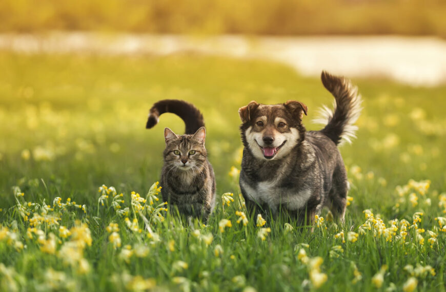 Las diferencias entre los amantes de los perros y de los gatos