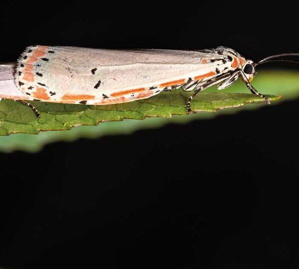 Una polilla amante del veneno