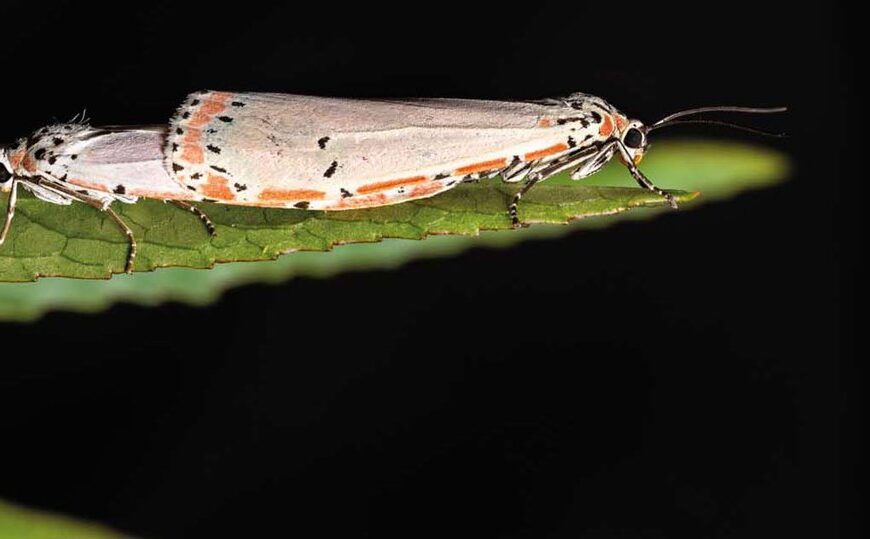 Una polilla amante del veneno