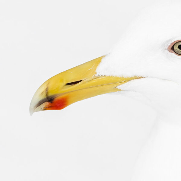 Para qué sirve la mancha roja del pico de las gaviotas