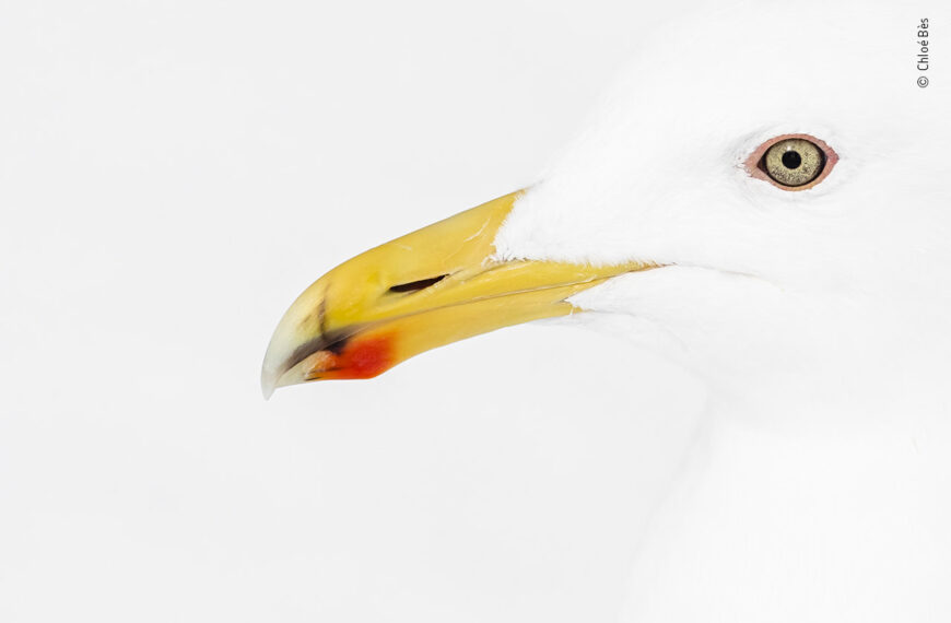 Para qué sirve la mancha roja del pico de las gaviotas