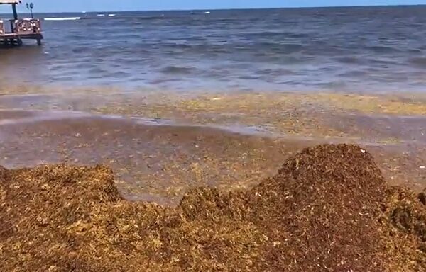 Caribe mexicano: solo cinco playas sin sargazo antes de Semana Santa