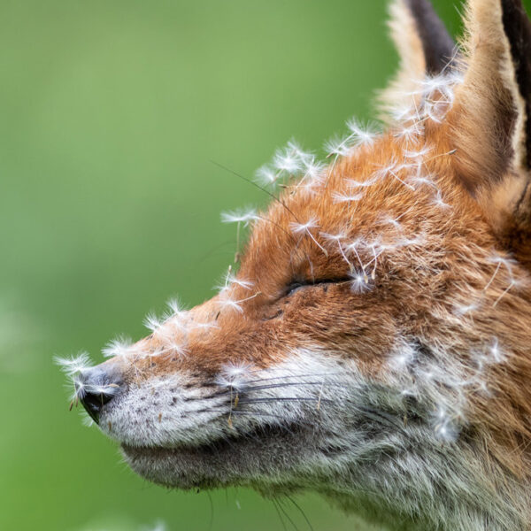 15 fotografías de naturaleza más británicas que la hora del té