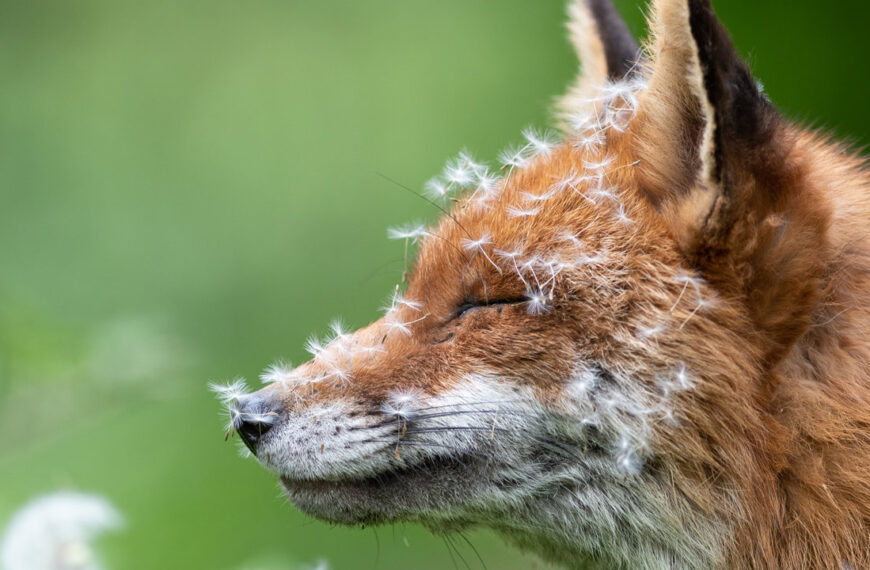 15 fotografías de naturaleza más británicas que la hora del té