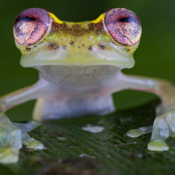 Ojos de rubí