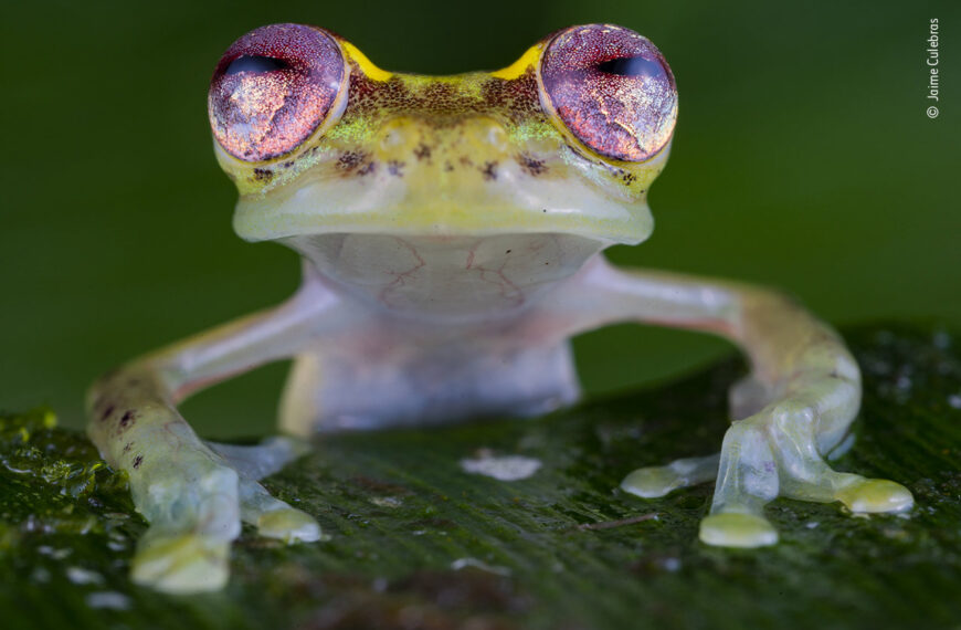 Ojos de rubí