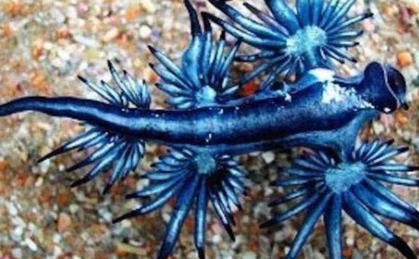 El extraño dragón azul reaparece en aguas de Alicante tres siglos después