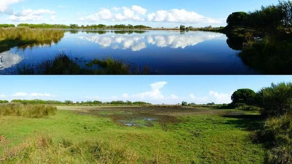 La Unesco se declara “preocupada” por la amnistía a los regadíos ilegales de Doñana