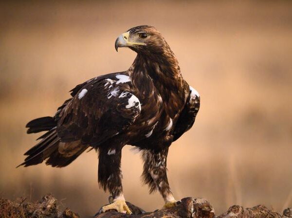 El águila imperial ibérica pasa de 39 parejas a 841 en sólo 50 años