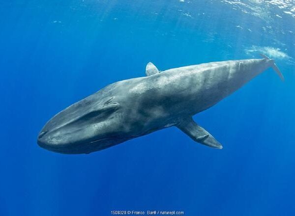 ¿Por qué las ballenas cantan más cuando hay La Niña?