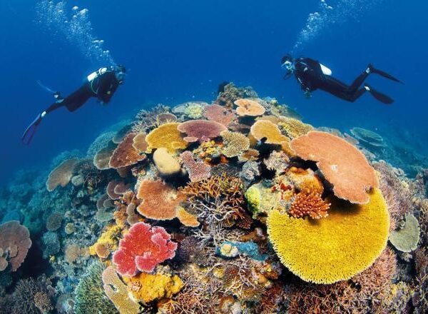 ¿Podrán escapar los corales al cambio climático?