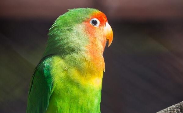Cómo cuidar y alimentar a un agapornis: Consejos de expertos para estos pájaros
