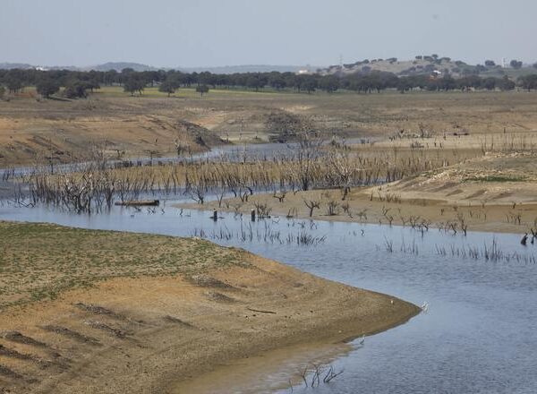 El drástico recorte de riego en el Guadalquivir hace inviable la próxima siembra de arroz