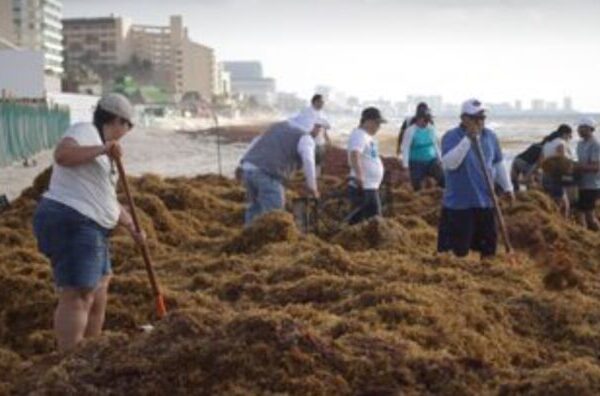 Alerta por aumento en la llegada de sargazo a Playa del Carmen