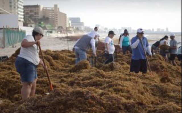 Alerta por aumento en la llegada de sargazo a Playa del Carmen