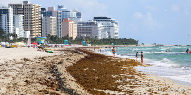 Cancún: 13 millones de toneladas de sargazo avanzan al golfo de México