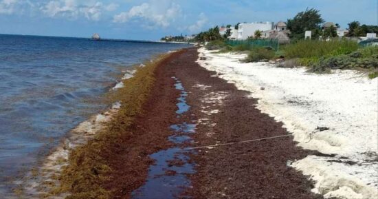 Alerta en Cuba por daños a la salud del recale masivo de sargazo