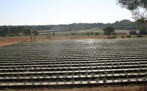 La ley de regadío en Doñana vuelve a dar alas al lobby agrícola tras 20 años de conflicto social