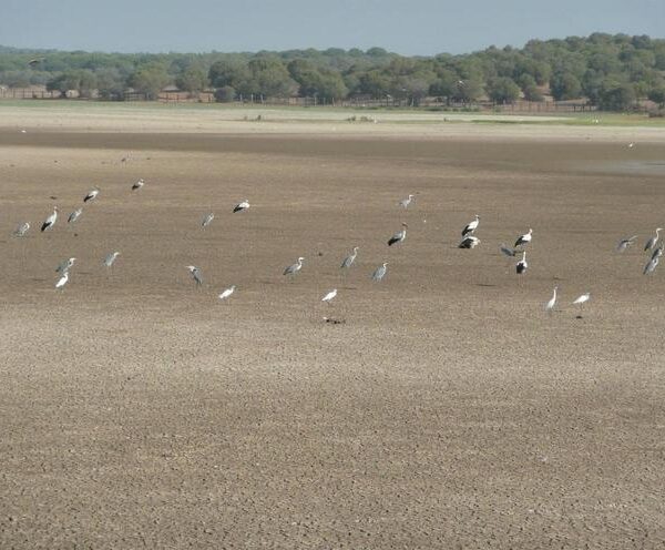 Andalucía busca convencer a Bruselas sobre Doñana al margen del Gobierno ante el temor a duras multas