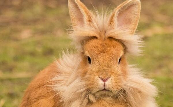 Cómo cuidar a un conejo cabeza de león: ¡Todo lo que debes saber!