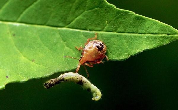 Las orugas y las especies que dependen de ellas, amenazadas por la luz artificial