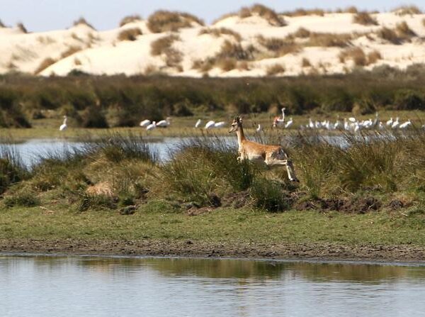 Más de la mitad de las lagunas del Parque Nacional de Doñana han desaparecido