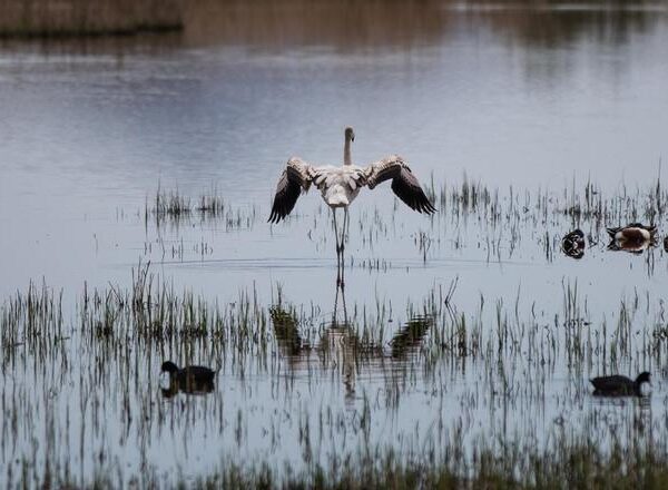 La sequía amenaza las zonas húmedas de Cataluña, claves en la lucha climática