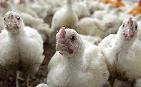 Drama en las granjas de pollos: “Es imposible”