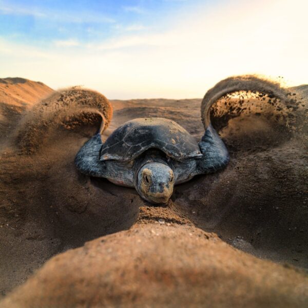 A paso de tortuga