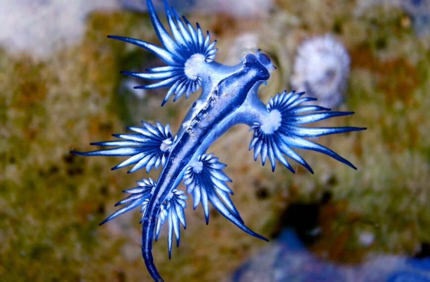 La sorprendente aparición del dragón azul en la costa española